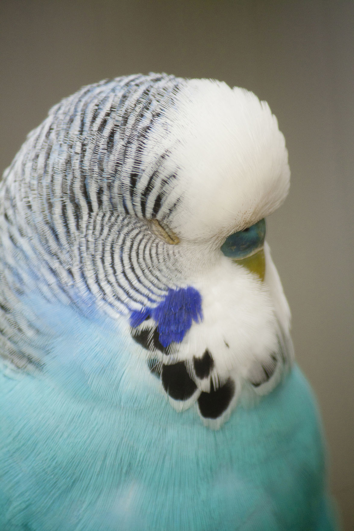Domesticated birds